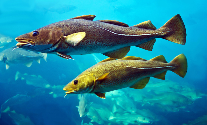 El significado de soñar con bacalao