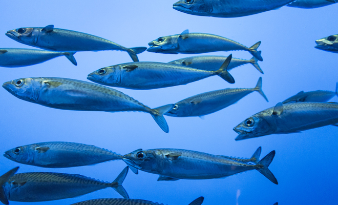 Qué significado tiene soñar con sardinas