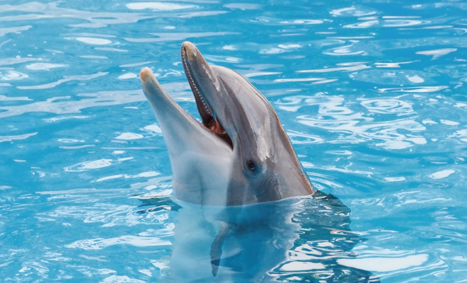 Qué significa soñar con delfines
