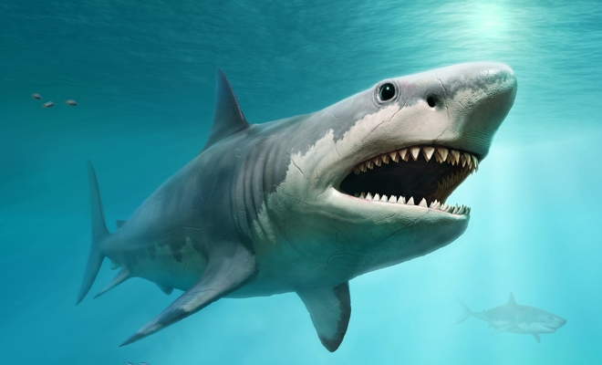 El significado de soñar con tiburones