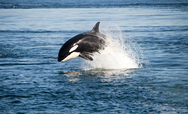 Qué significa soñar con orcas