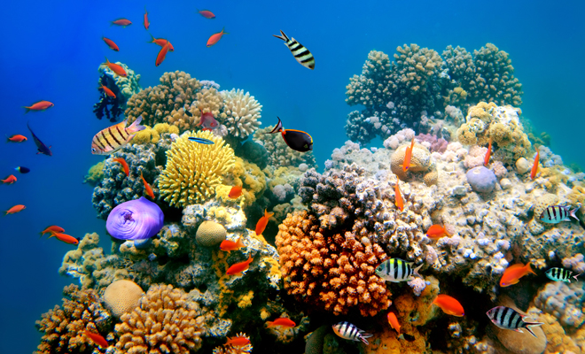 Interpretación de soñar con peces pequeños de colores o de color gris