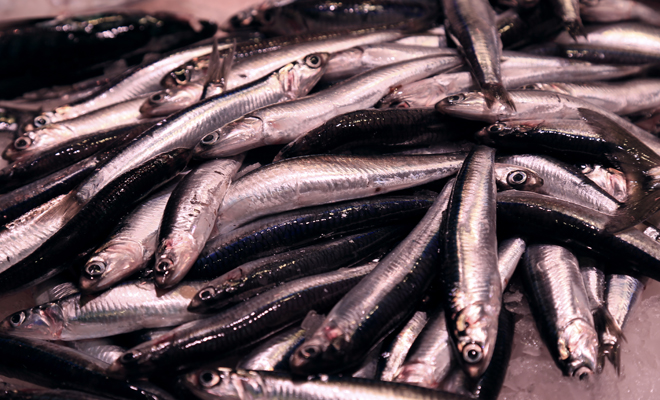 Cuál es el significado de soñar con muchos peces muertos o vivos