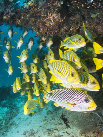 Qué significa soñar con muchos peces: un mensaje positivo en tus sueños