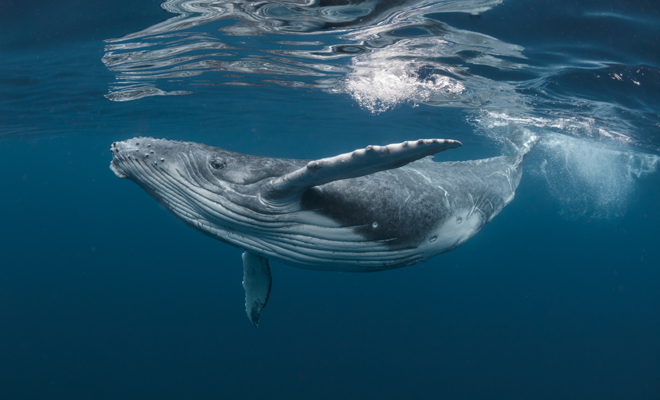El significado de las ballenas en sueños