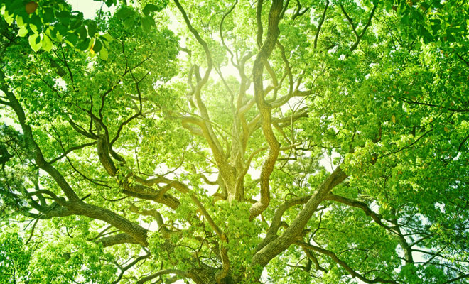 El significado de soñar con hojas verdes de los árboles