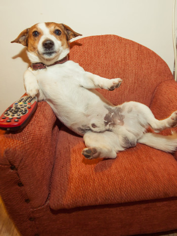 Nombres para perros inspirados en Toy Story (cortos y molones)