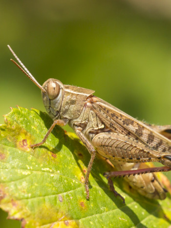 Leyenda mexicana del jaguar y el grillo: el poder de ser valiente