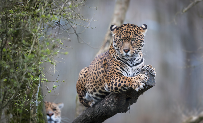 La historia mexicana del jaguar y el grillo y su importante moraleja