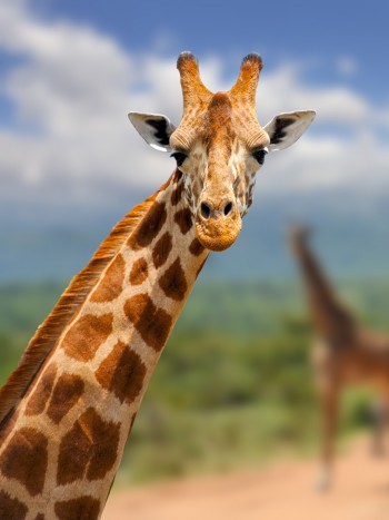 Soñar con jirafas: lista para conseguir tus metas