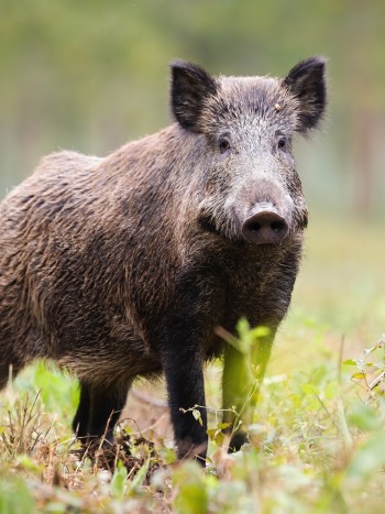 Soñar con un jabalí: aprovecha tu coraje y valentía