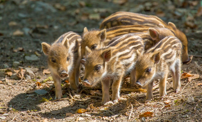 Interpretación de soñar con jabalíes pequeños o bebés