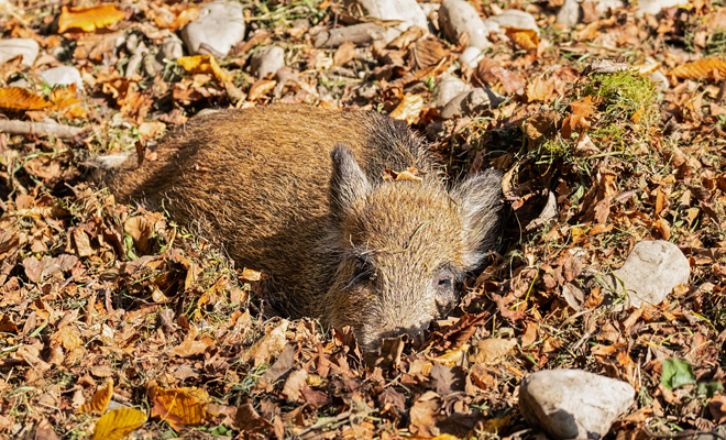 Qué significado tiene soñar con jabalíes muertos