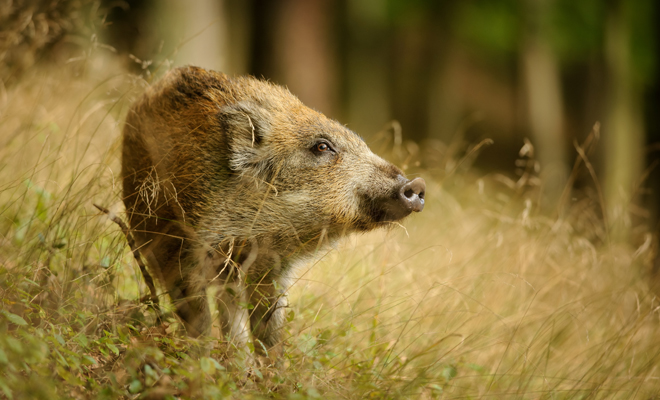 Qué significa soñar con un jabalí según su color: rojo, negro, blanco o gris