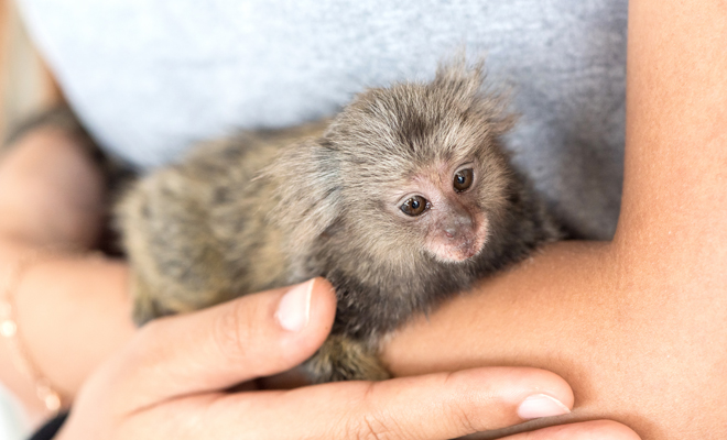 Significado de soñar que tienes un mono como mascota