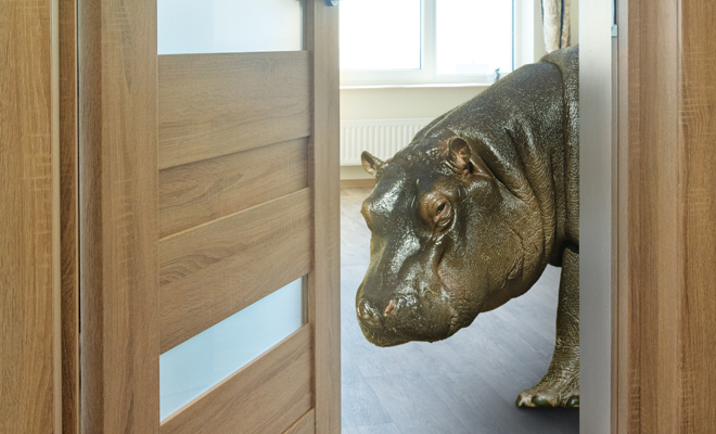 Interpretación de soñar que tienes un hipopótamo en casa