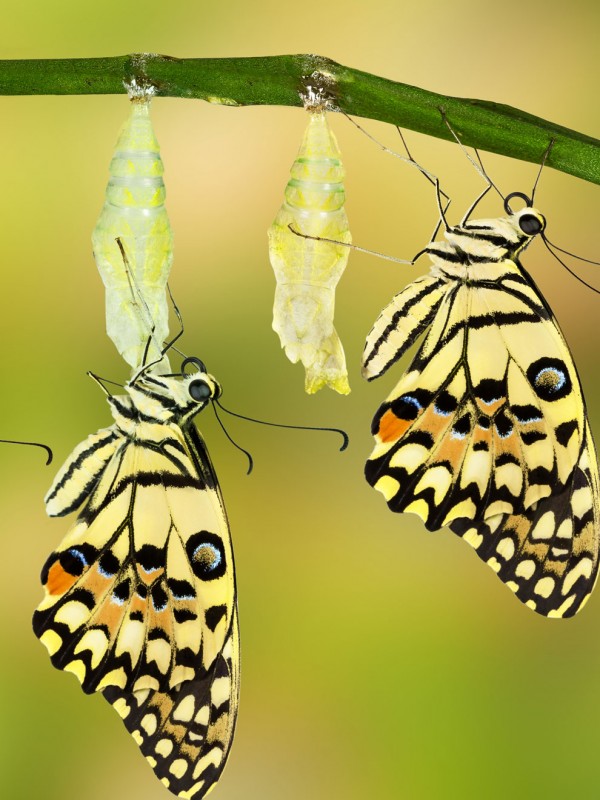 Herpetofobia (miedo a reptiles y