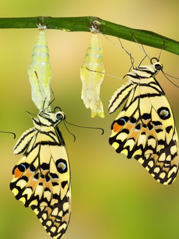 Motefobia: ¿Tienes miedo a las mariposas?