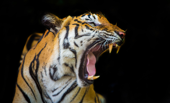 Interpretación de soñar que un tigre te muerde