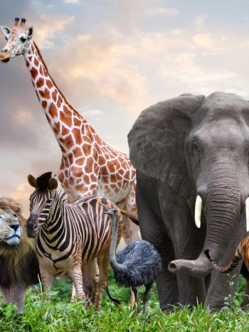 Los sueños con animales salvajes y su revelador significado