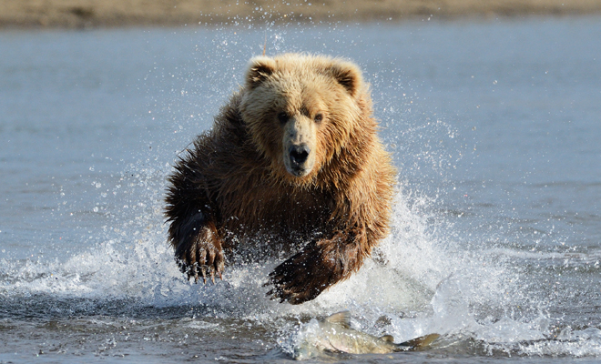 Significado de soñar con animales salvajes sueltos o encerrados