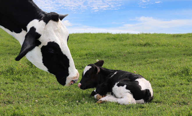 El significado de soñar con vacas pequeñas o grandes