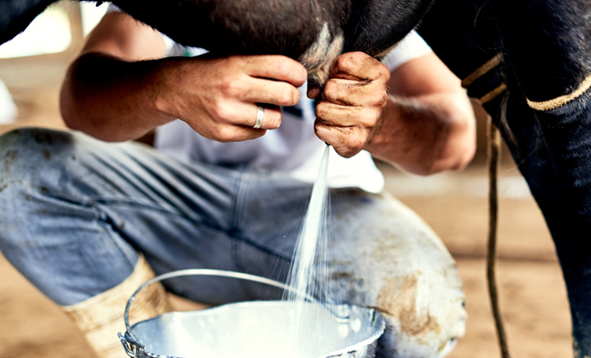 Interpretación de soñar con ordeñar una vaca