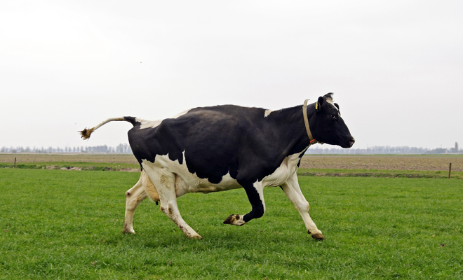 Significado de soñar que una vaca te persigue