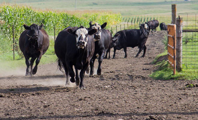 Qué significado tiene soñar con vacas que te atacan
