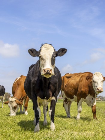 Disfruta de los tiempos de prosperidad al soñar con vacas