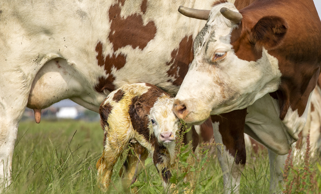 Qué significa soñar con una vaca pariendo