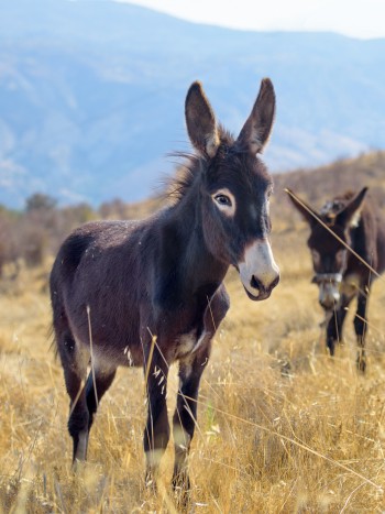 Soñar con un asno o con un burro: tu capacidad de resistencia