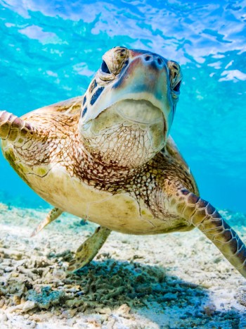 Soñar con tortugas agresivas: nada es lo que parece