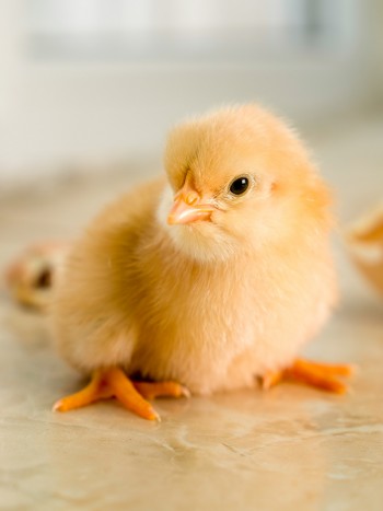 Soñar con pollitos: ¿necesitas atención?