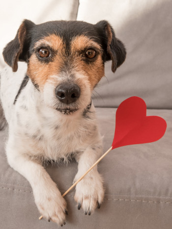 31 nombres para perros de tendencia en 2020: apodos para machos y hembras