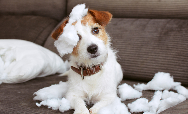 Ideas de nombres para perros de tendencia en 2020