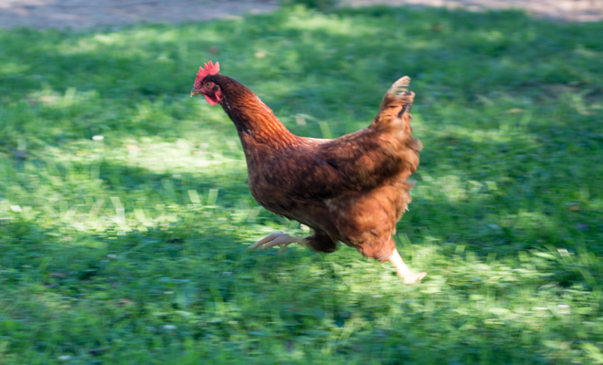Qué significa soñar que te persiguen gallinas