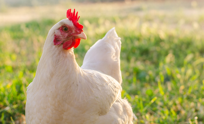 Qué significa soñar con gallinas muertas