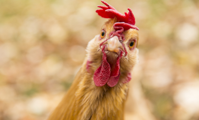 Cuál es el significado de soñar que eres una gallina