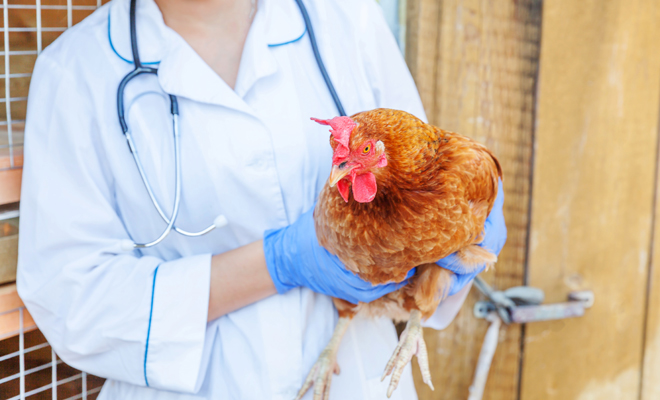 ¿Qué significa soñar con una gallina que está enferma?