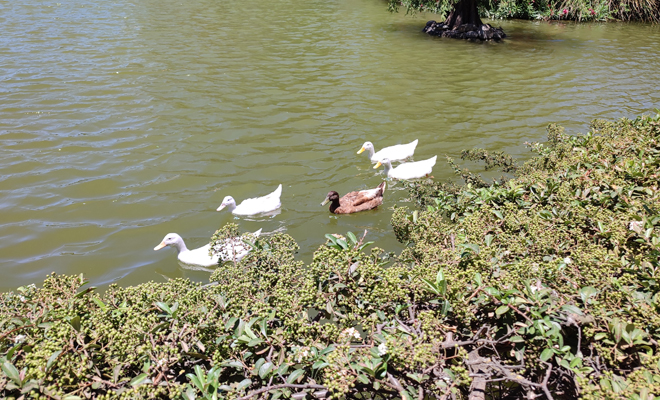 El significado de soñar con patos en el agua