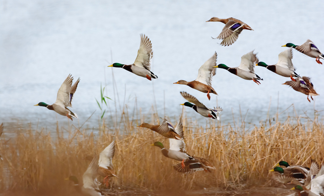 Qué significado tiene soñar con patos volando