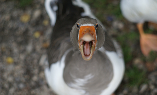 Interpretación de soñar que un pato te habla