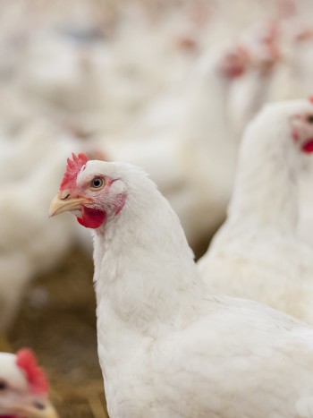 Soñar con pollos: tu independencia, en juego