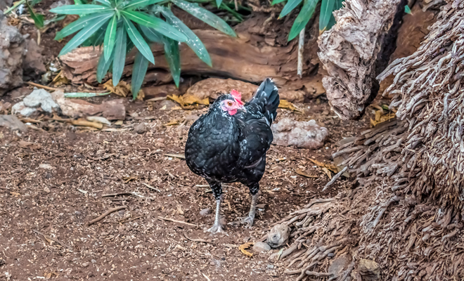 Significado de soñar con pollos negros, blancos y amarillos