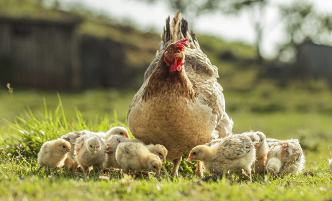 El significado de soñar con pollos, pollitos y gallinas