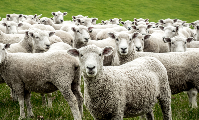Significado de soñar con borregos o con ovejas