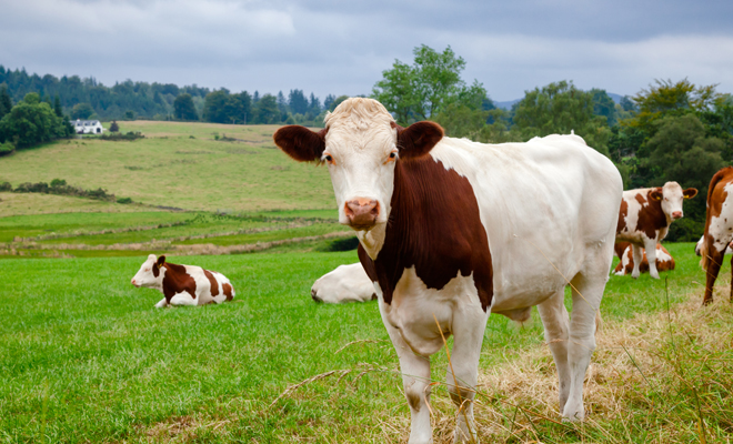 Qué significa soñar con vacas, bueyes o toros
