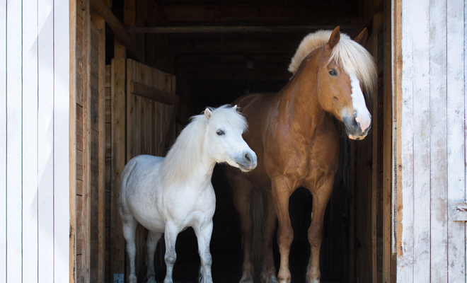 Interpretación de soñar con ponis, con caballos o con yeguas