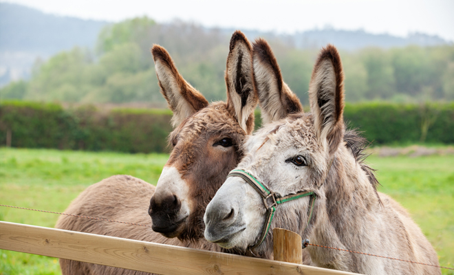 Significado de soñar con un asno o un burro